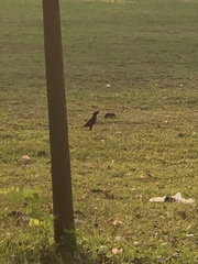 Acridotheres grandis