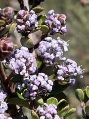 Ceanothus cuneatus var. ramulosus
