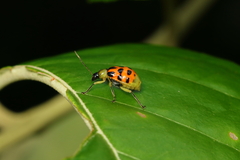 Diabrotica limitata