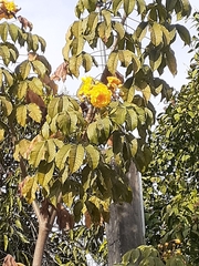 Handroanthus chrysanthus