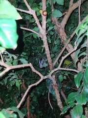 Didelphis albiventris