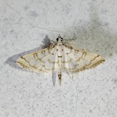 Blepharomastix ranalis
