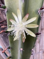 Myrtillocactus