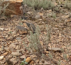 Lavandula pedunculata