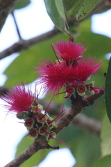 Syzygium malaccense