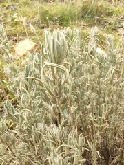 Lavandula pedunculata