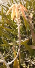 Aloe maculata