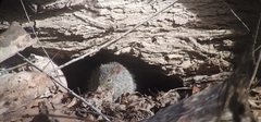 Sigmodon arizonae