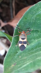 Oncopeltus unifasciatellus