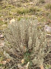 Lavandula pedunculata