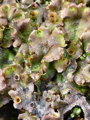 Marchantia polymorpha