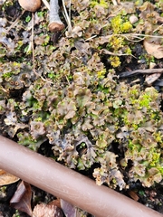 Marchantia polymorpha