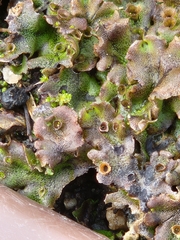Marchantia polymorpha