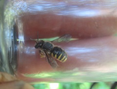 Anthidium oblongatum
