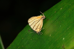 Arawacus meliboeus