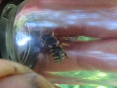 Anthidium oblongatum
