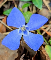 Vinca minor