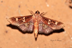 Phostria temira