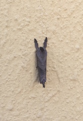 Clostera anastomosis