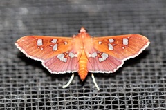 Phostria temira