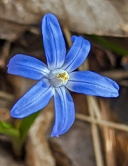 Scilla forbesii