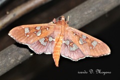 Phostria temira