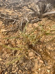 Genista tridentata
