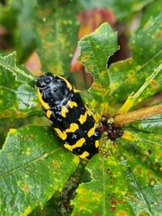Cyrioides