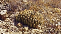 Echinocereus
