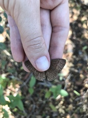 Yphthimoides patricia