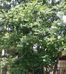 Phyllanthus acidus