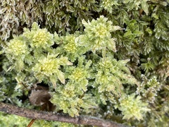Sphagnum compactum