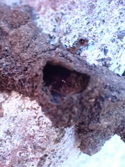 Nasutitermes corniger