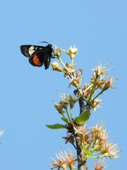 Psychomorpha epimenis