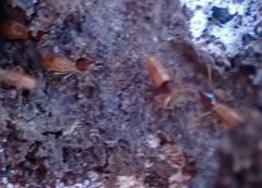 Nasutitermes corniger