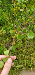 Betula glandulosa