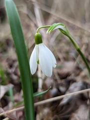 Galanthus nivalis