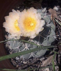 Thelocactus