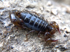 Superstitionia donensis