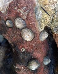 Siphonaria naufragum