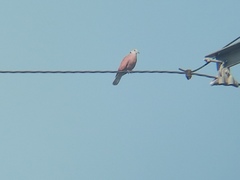 Streptopelia tranquebarica