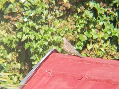 Geopelia striata