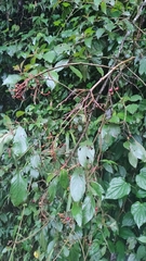 Viburnaceae