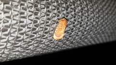 Pseudanapaea denotata