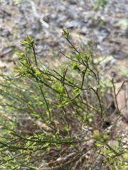 Crocanthemum scoparium