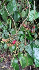 Viburnaceae