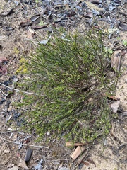 Crocanthemum scoparium