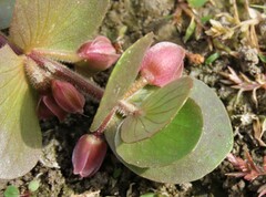 Bacopa rotundifolia