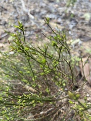 Crocanthemum scoparium