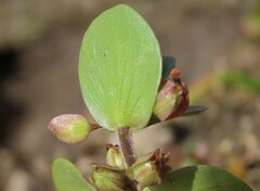 Bacopa rotundifolia